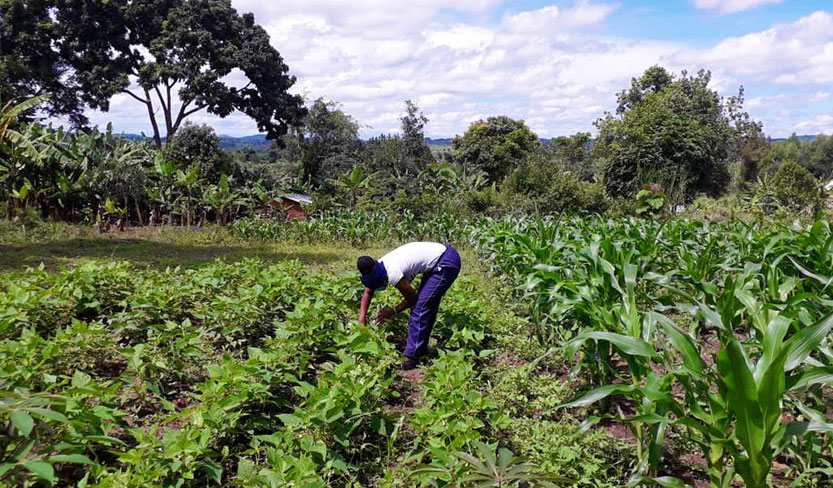 HRNS Under The TeamUp Program Supports Smallholder Coffee Farmer Families Despite The Coronavirus Pandemic
